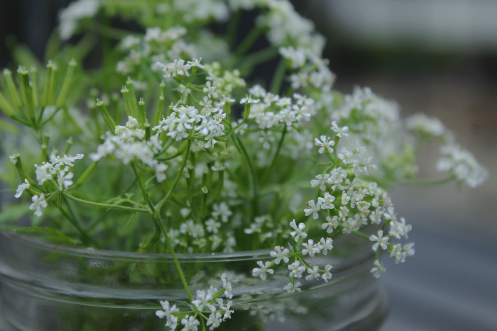 IMG_1248-chervil-beneficial