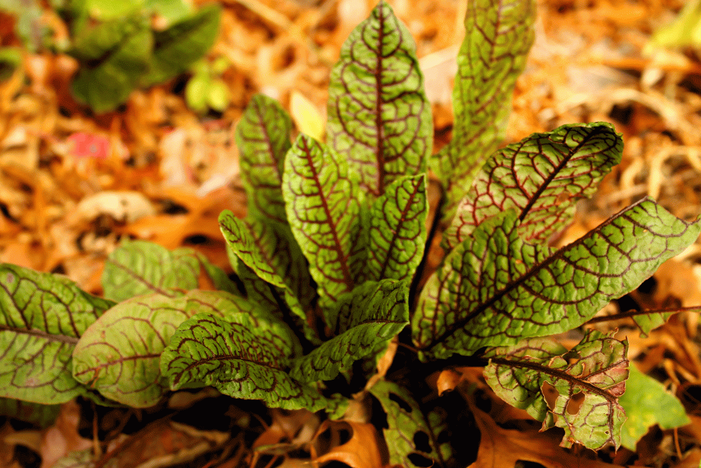 IMG_6962-bloddy-red-sorrell-2014