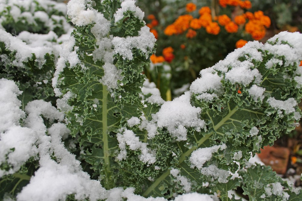 Dwarf Blue Scotch Kale is never loaded down from snow like our tall grasses. All you have to do it hit the snow off this kale and they just stand tall and strong and blue green!