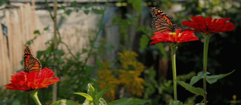 Monarch-2-on-red-zinnia-IMG_6101
