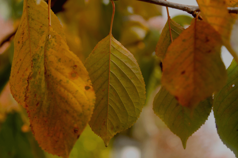 leaves are changing all around us...