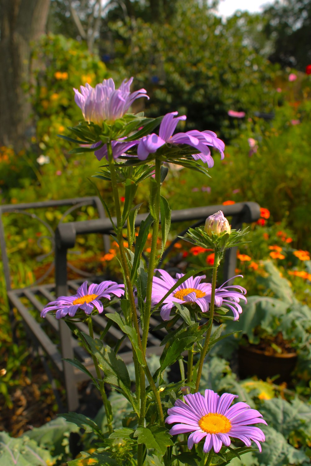 China Aster blooming wiht marigolds and Kale