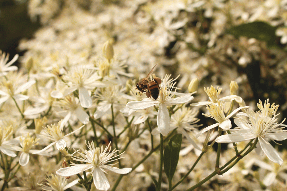 Pollinator-Bee-2014-IMG_5256