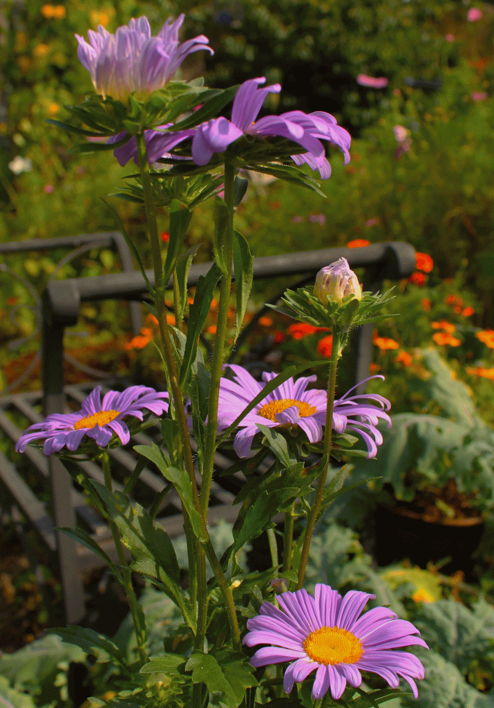 China Aster/ Callistephus chinensis I got this seed from The Monticello Shop back in 2010. I've been growing it since it is the only one that represents the single blue that they grew back in the late 1700's before the 1800's they started growing the other colors. on two to three-foot plants. Check out their store if you are interested in heirloom seeds that are hard to find.They are from their gardens + you support their effort to keep  these rare heirloom flowers around.... If you like them grow them out and pass the seeds on.....