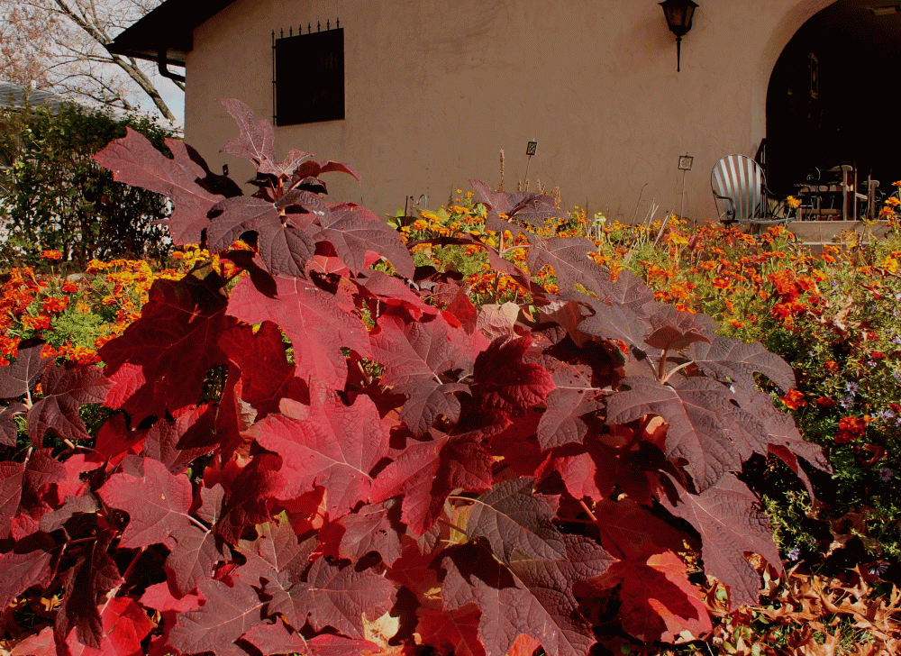 IMG_6938-dwarf-oak-leaf-hydrangea-2014
