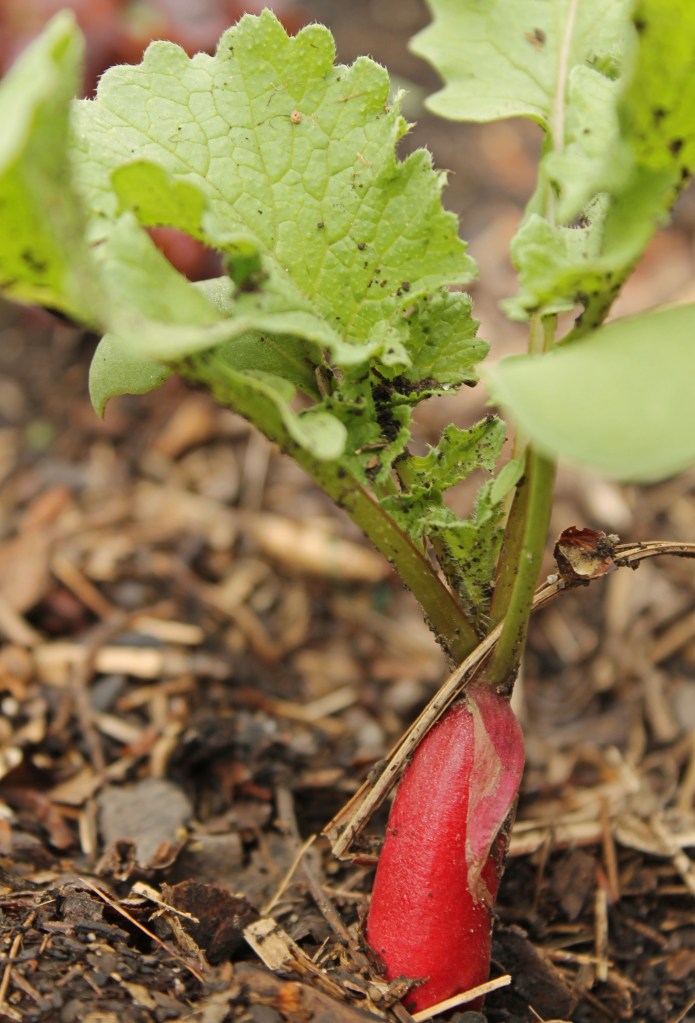 Simple French Breakfast Radish pushing out of the soil to let you know it is time to eat...