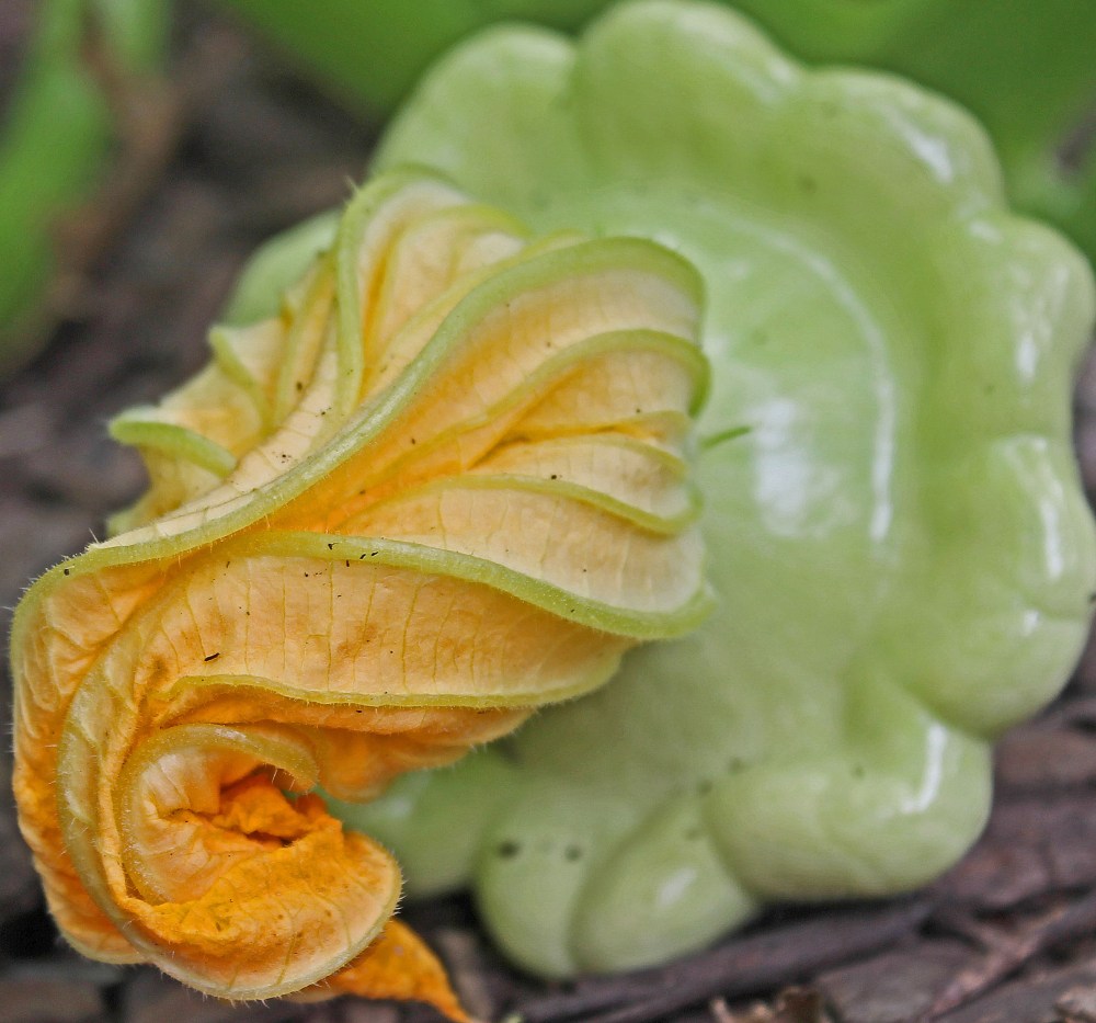 One small Benning's Green Tint Scallop Squash  is enough for small gardens if you keep them picked small...I found if you limit the amount of space devoted + select those that produce prolificly you can get the right size for your family...