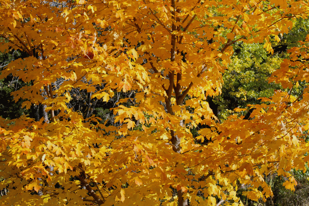 IMG_6701-Mom-and-dads-golden-maple