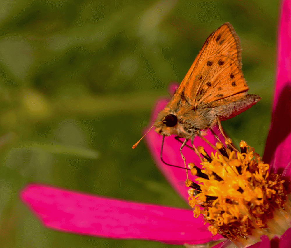 Pollinator-moth-brown-small-2014IMG_5852-1