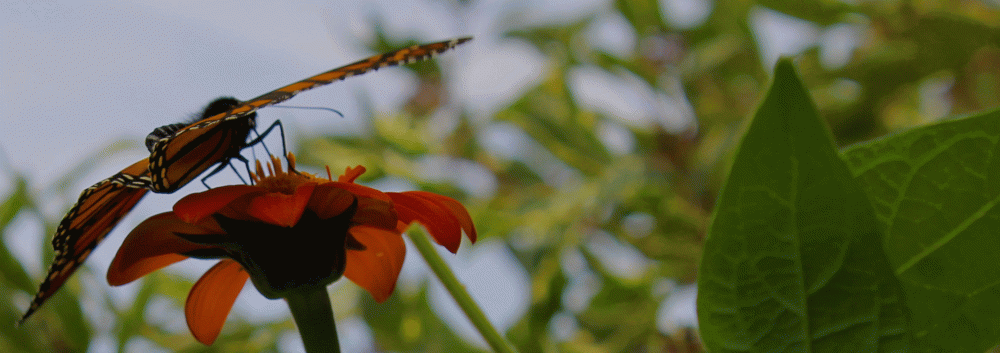 Monarch-Butterfly--2014-IMG_5157
