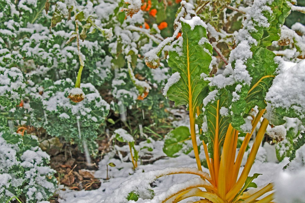 Kale + Swiss Chard that I started under lights this past spring and placed out in march to april...they were munched on a bit by critters early spring, but they recoverd and are now providing wonderful fall salads. The Swiss Chard does not handle the cold as well as Kale, so I do cover it as the snow gets deeper and colder...