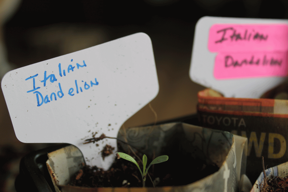 IMG_1823-italain-dandelion-2018