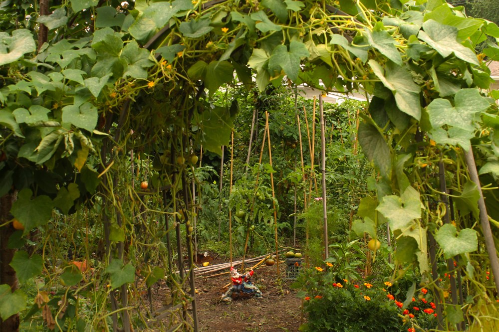 It took me about an hour to clear out all the cucumbers and vines from this arbor for late season tune-up. I call it "tune-up" since it is a  way to keep the plants producing cucumbers. The Heirloom Lemon Cucumber will produce almost up to Halloween. they are smaller but still tasty + great in a sandwich!