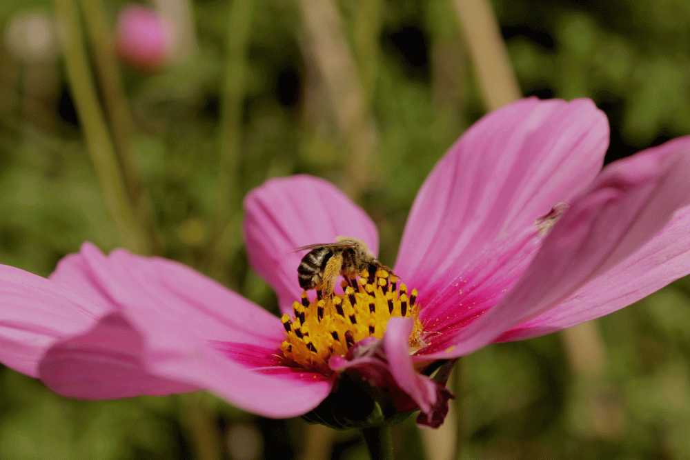 Pollinator-Bee-2014-IMG_5485