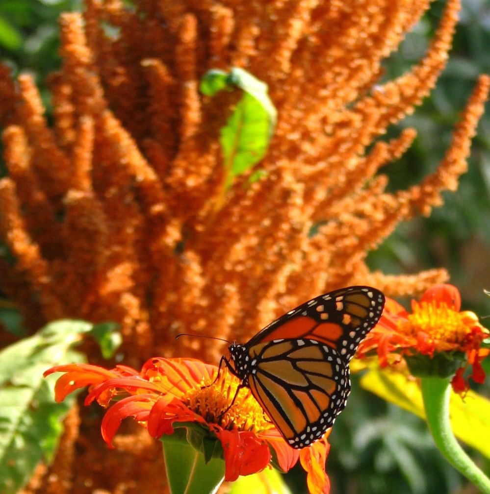 monarch september mexican sunflower and aster 038_edited-1