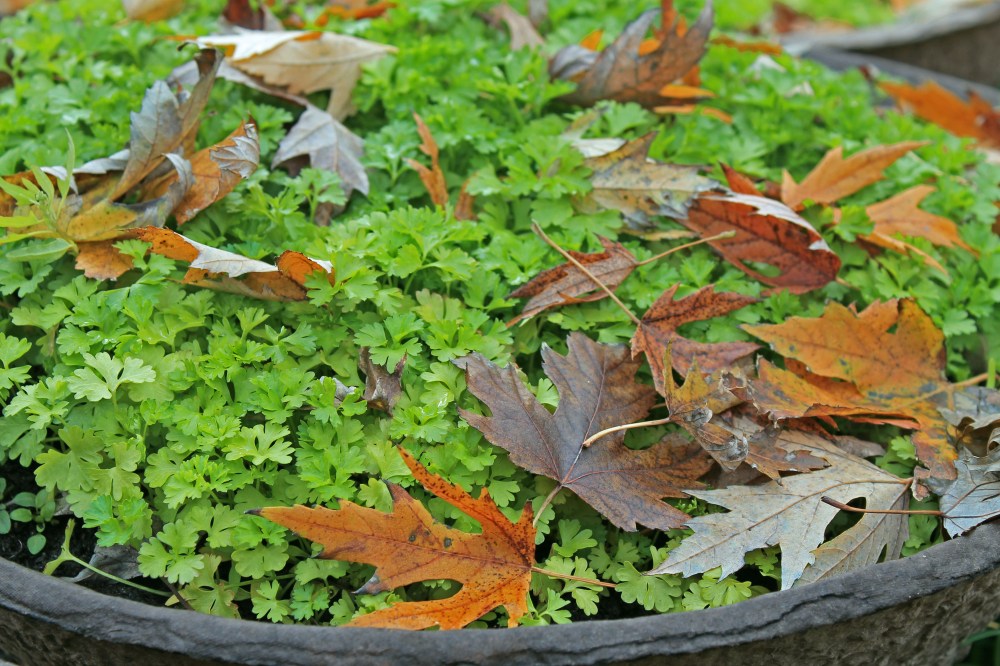 My fall parsley that I started in containers which I can move closer ot the house as the weather gets a bit colder. I enjoy parsley in my salads.