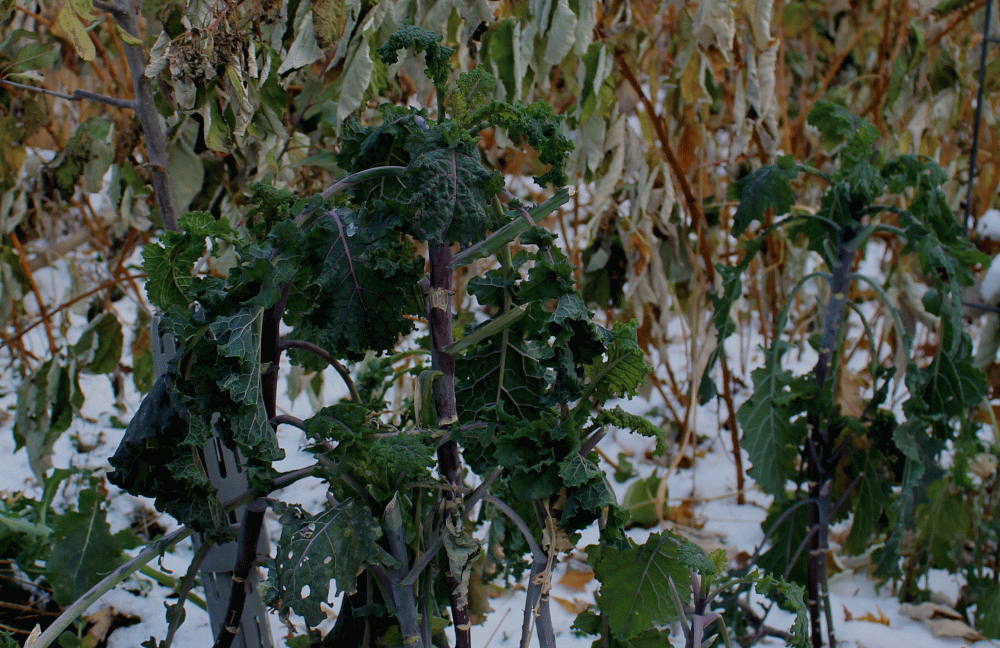 IMG_7210-Kale-standing-near-raspberries