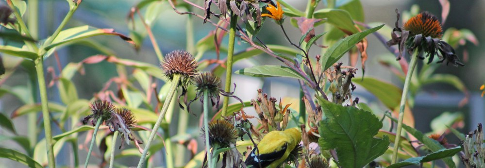 even the birds are aware how precious they are to us all...