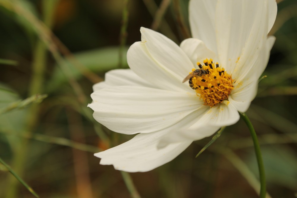 Don't forget the bees love these flowes....