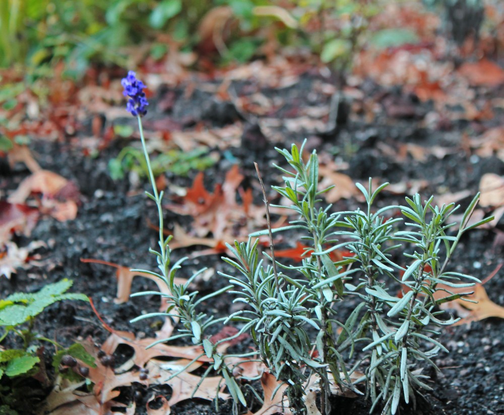 Lavender for my new herba garden which is enjoying a brief warm-up here in zone 5....this is a cooler climate lavender which I am hoping will do well in this new area