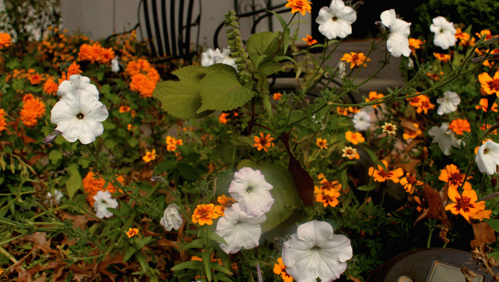 IMG_6965-Old-Fashioned-petunia-2014