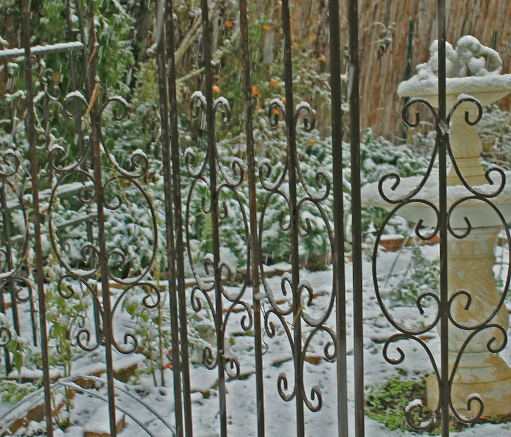 Winter garden I added to this fall. I removed some flowers and grasses to enlarge the potager closer to the house. Today we had our first snow of the year. It looks like we are having an early winter this year. I have been working on my winter/ fall garden all year and added some other crops to fall seedlings I placed out in spring.