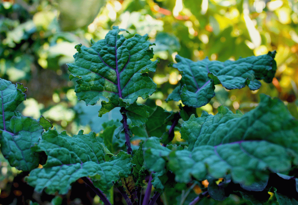 IMG_7021lancianto-+-Redbor-lancianto-rainbow