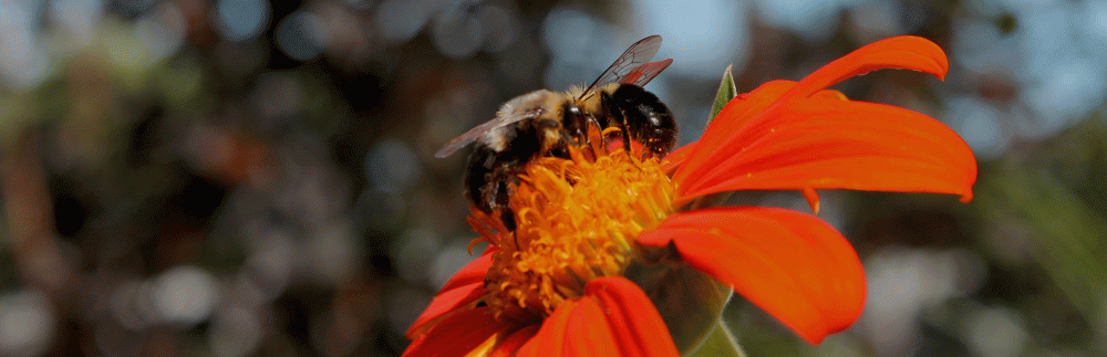 Pollinators-2014-2-bees-bumble-mexican-sunflowerIMG_5813