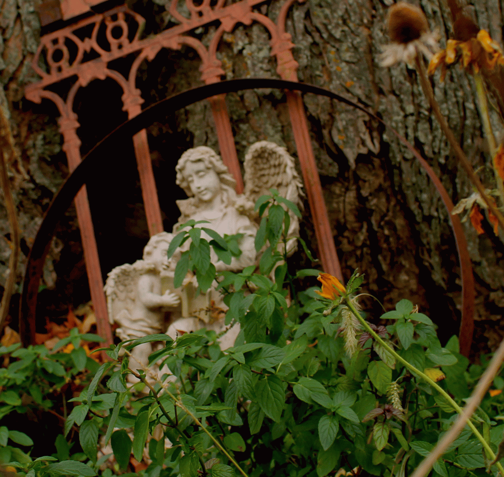 IMG_7109-chocolate-mint-under-old-tree