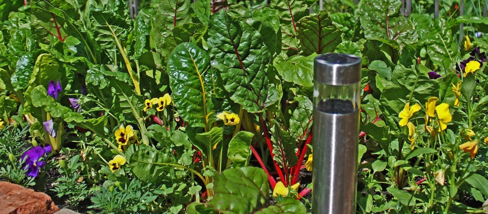 2008e-june15th2012swisschardpansymarigoldbed023