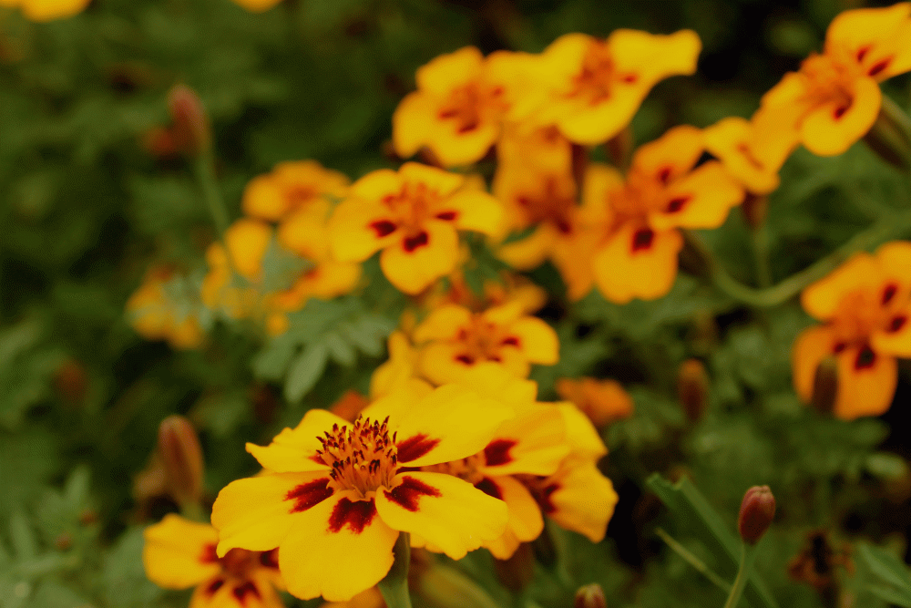 Naughty Marietta? Tagetes patula nana  