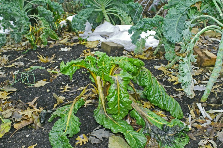November 26th Swiss Chard hanging on