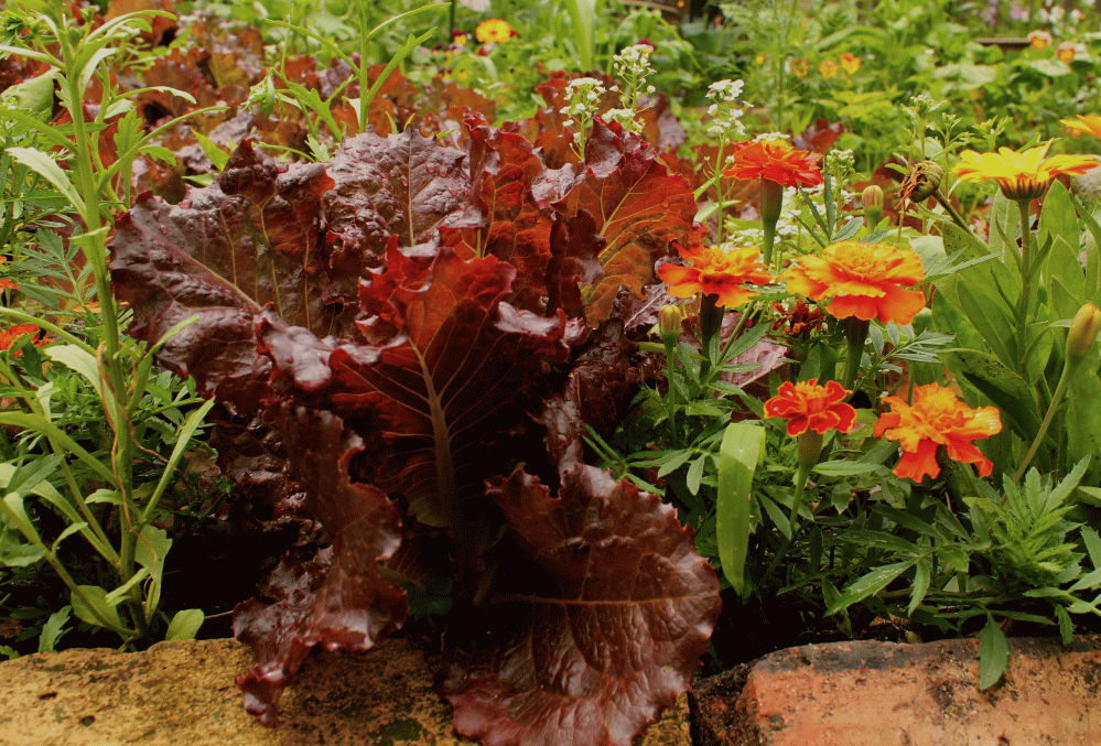 IMG_3065-Red-Lettuce