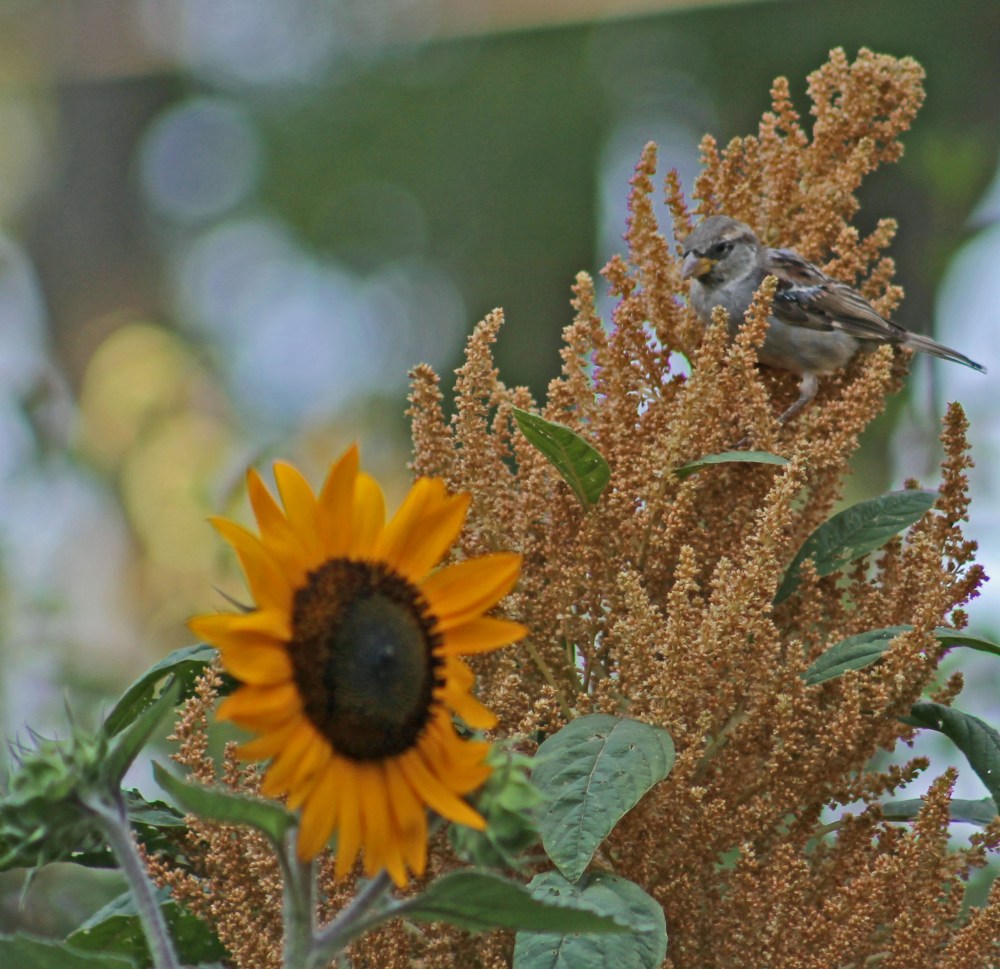 our local birds will even try to hide in search of  the amazing garden seed our plants provide in our urban potager