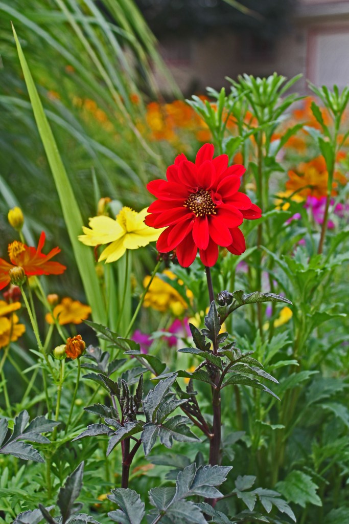 July 26 cosmos dwarf 024