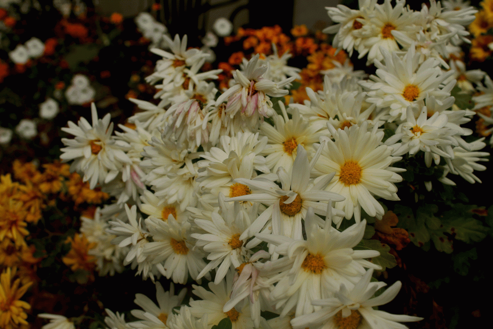 IMG_6960-white-mums-2014
