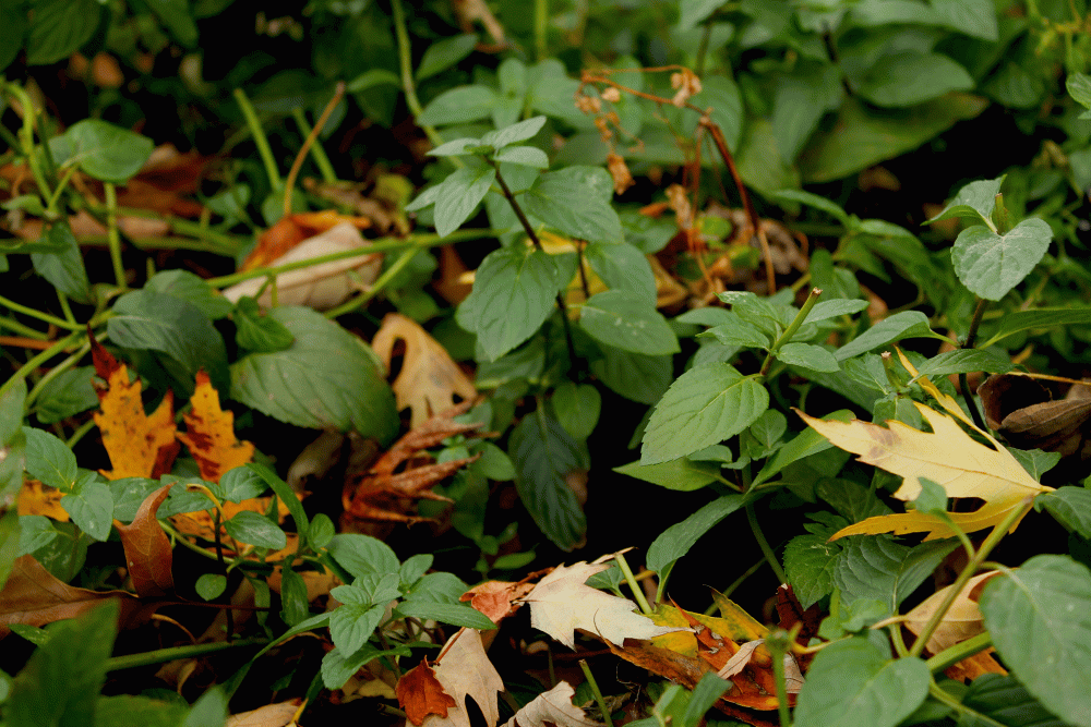 IMG_7118-chocolate-mint-2014-under-the-big-tree