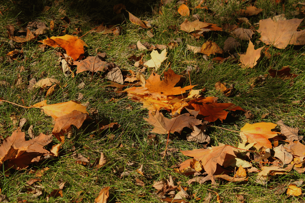 IMG_6689-fallen-leaves-glaena-2014