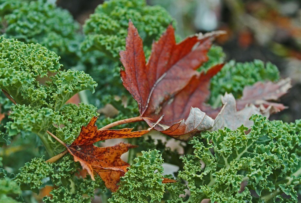 Fall Dwarf Blue Scotch Kale....this time of year picking leaves out of salad greens is a daily chore when fixing fall salads, but so worth the effort as Kale enjoys the cool days and nights.