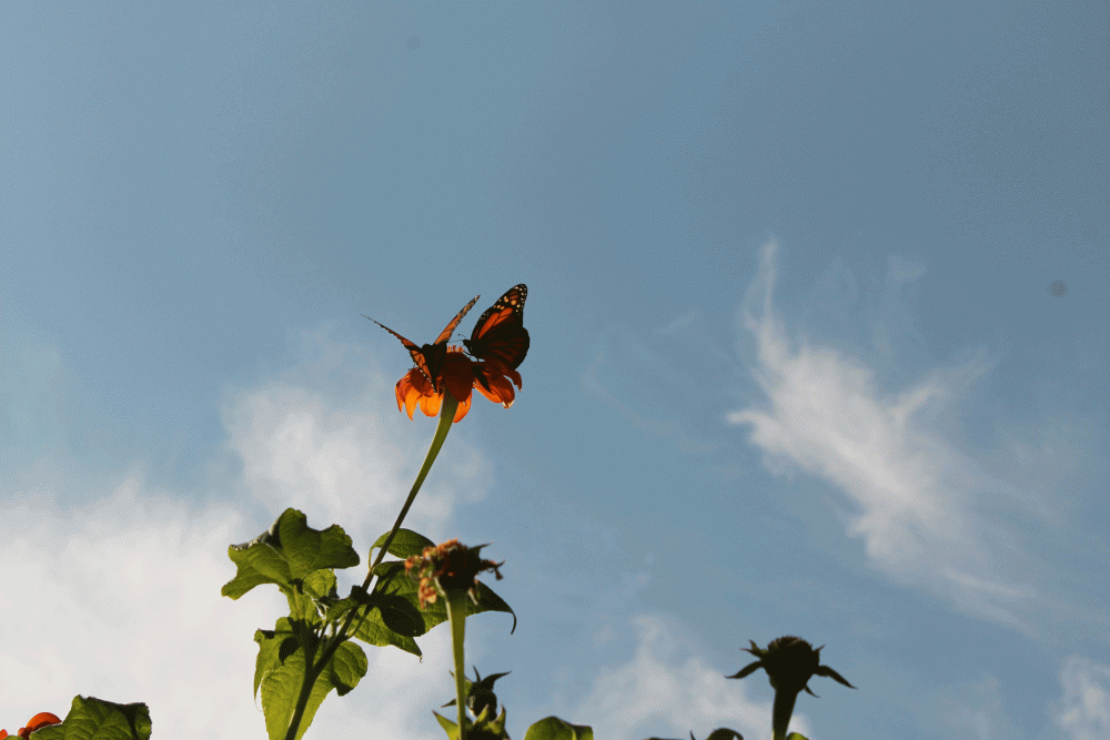 Monarch-two-on-a-flower-2014-tithonia--IMG_6240