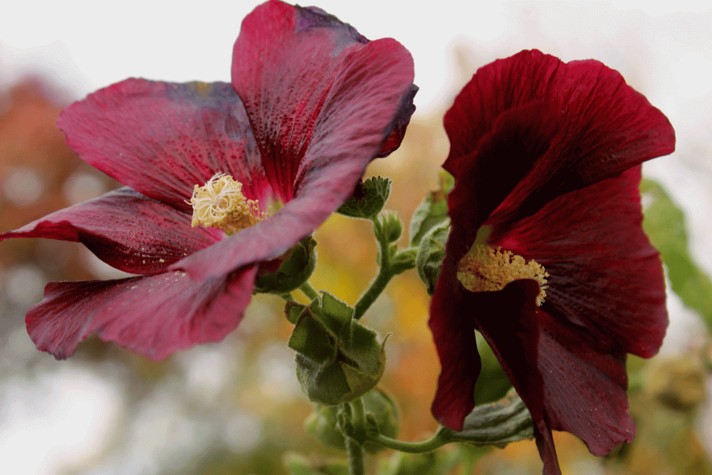 IMG_6923-Black-Hollyhock-2014