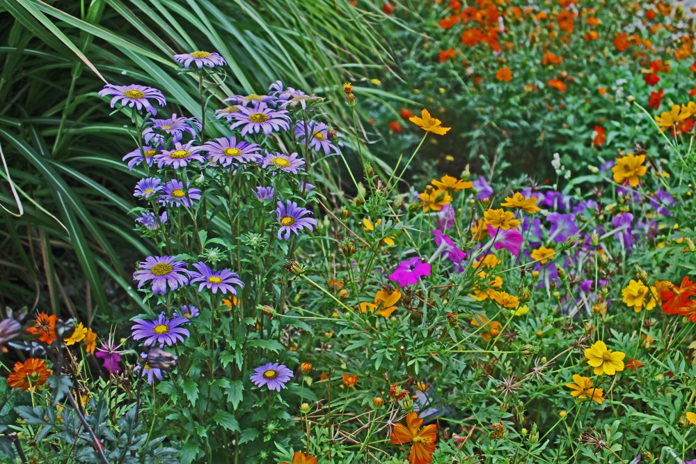 aug 29th backyard planning 2012 china aster, hawai marigold 150