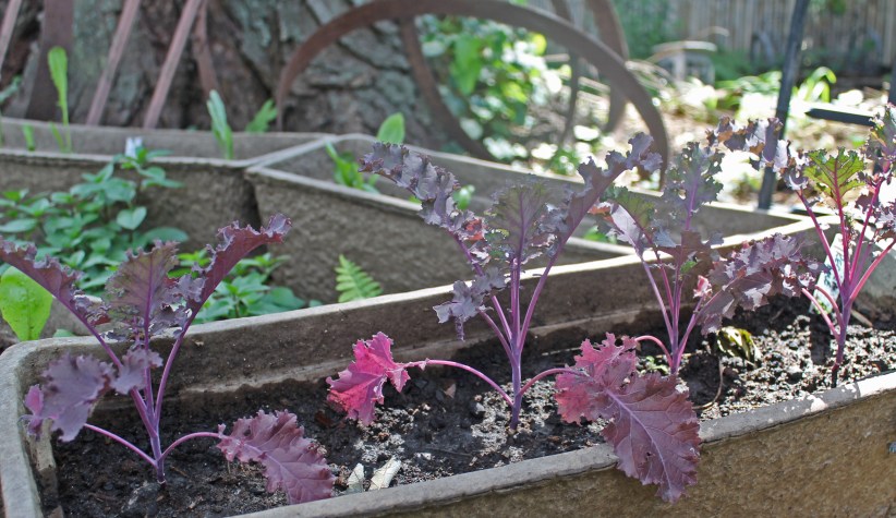 September 26th 2012 pansy,red kale, potted plants for sale 001