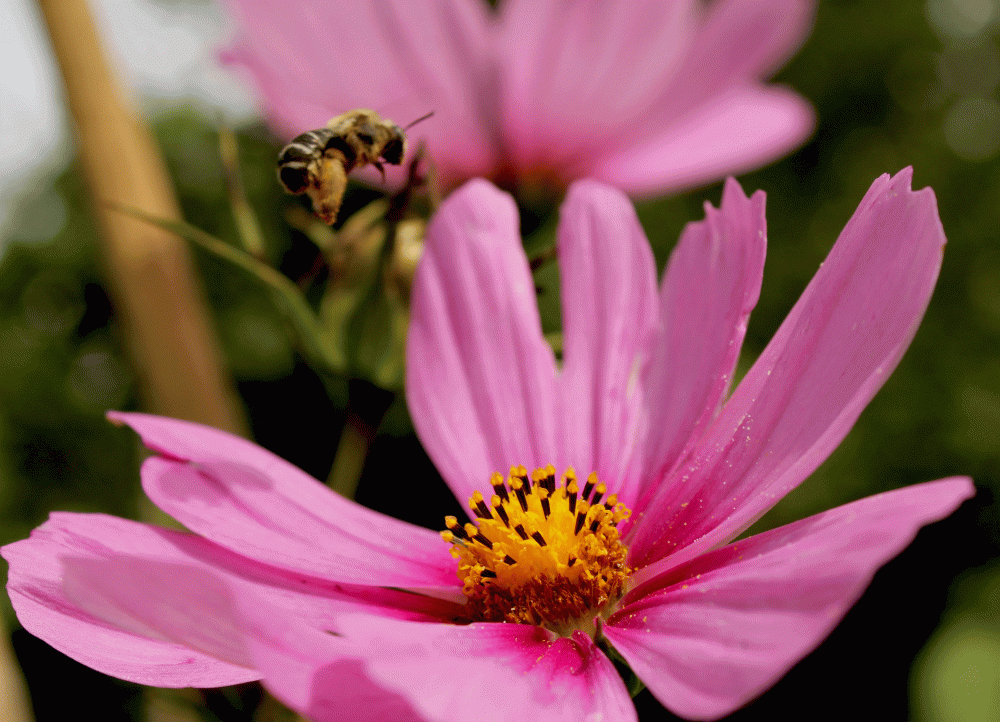 Pollinator-Bee-Flyinig-2014-IMG_5492