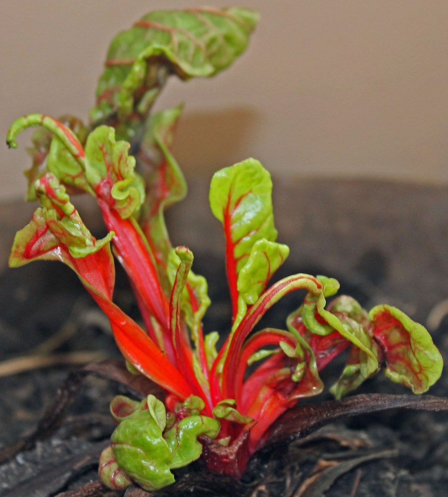 Red Swiss Chard after a few weeks inside starts regrowing