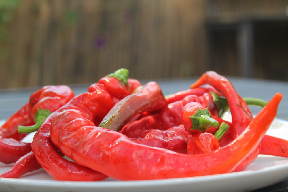 Jimmy Nardello Peppers grown from seed saved in 2011 + 2012 + 2013, but this year I am growing out a varity of peppers to decide on which ones besides Nardello I want to include in my  seed saving rotation.