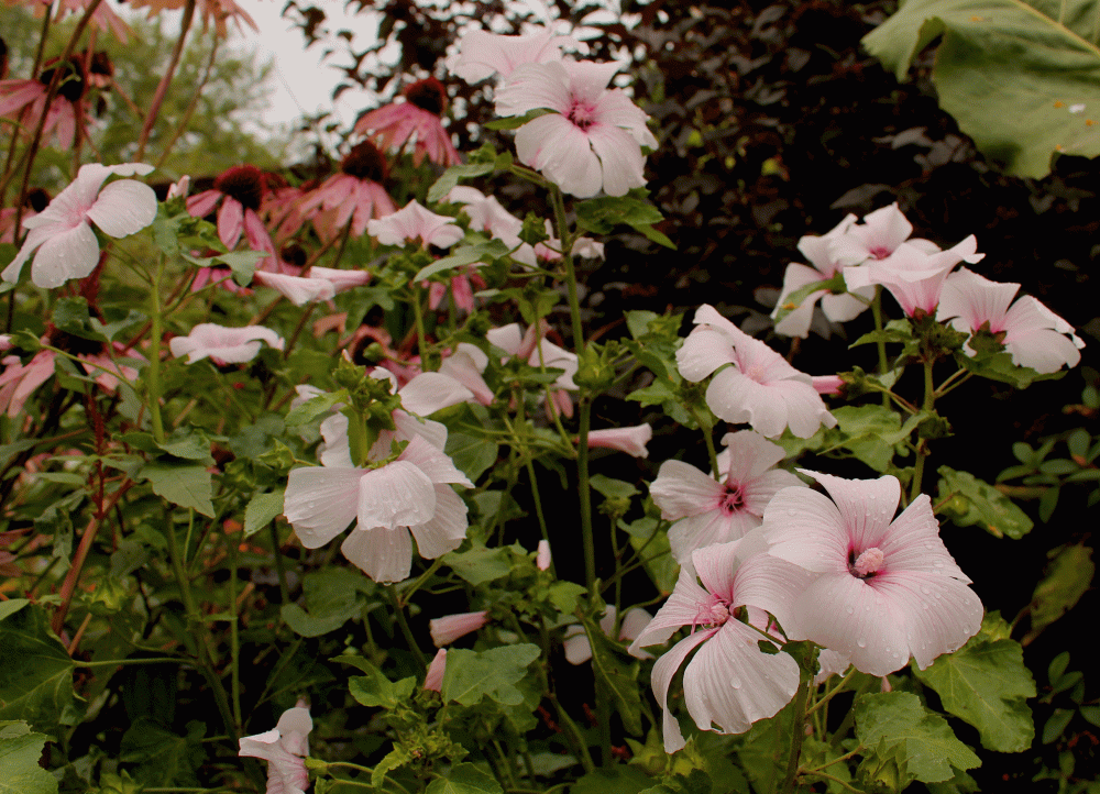 IMG_4520-1-Malva-pink-2014