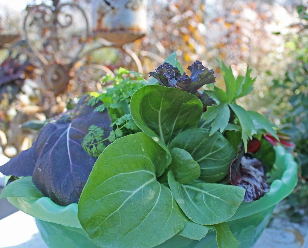 Fall Salads from your Backyard!