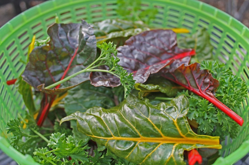 # 3 Chard (Score: 89.27)