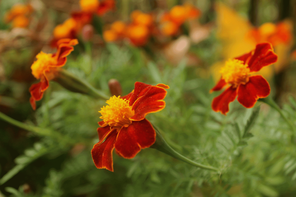 IMG_6970-tashkent-2014